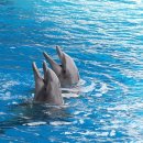 돌고래 이미지