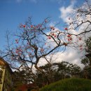 나문재관광농원 이미지