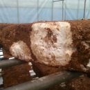 영세농장 이미지