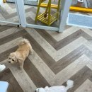 마이뷰티독 이미지