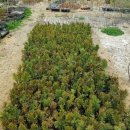 에메랄드그린 이미지