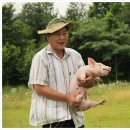 예쁜돼지 이미지