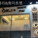 화이트펫# 네이버블로그