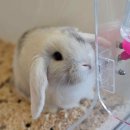 펫엔글라이더 이미지