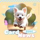 복이애견샵 | 천안펫샵 애견 간식 핫템 다 있는 곳