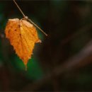 단식광대 이미지