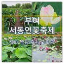 부여 서동연꽃축제 미리 다녀온 후기 | 궁남지 개화 상황·주차·포토존 총정리