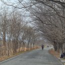 율하체육공원 생태연못 | 대구 동구 율하체육공원 홍매화개화시기 실시간 대구가볼만한곳 추천!!