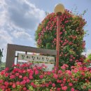 꽃이랑나무랑 이미지