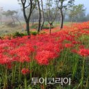 천년숲서로 이미지