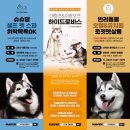 강릉 반려견 호텔 유치원 로젯펫살롱 교동본점 | 로젯펫살롱: 강원도 여행할때 믿고 맡겨주세요!!