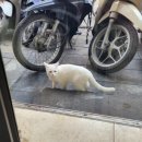 오드바버샵 이미지
