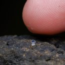 포카포카 이미지