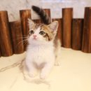 도그마루 고양이 강아지 무료분양 이미지