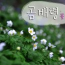 곰배령마루 이미지