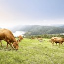 동화목장 이미지