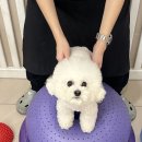 부산애견호텔 애견유치원 맘바이 서면본점 이미지
