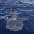 고래천국 이미지