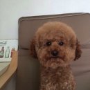 강아지 미용 Daum카페