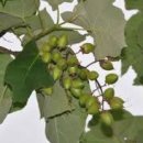 오동나무집 이미지