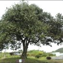 남도의 천연기념물 6. 나주 상방리 호랑가시나무(羅州上方里虎狼─ ) 이미지