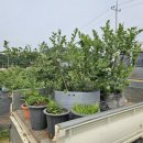 대주2농장 이미지