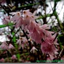 잎보다 먼저 피어 봄소식 전해주는 `미선나무` 꽃 이미지