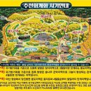 4월 6일(목) 노란 수선화의물결 서산 유기방 수선화축제 &해미읍성 벚꽃길트래킹.♡38,000.조중식(찰밥).36석리무진운행 이미지