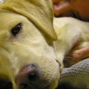 강아지를 부탁해 이미지