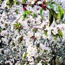 산꽃 1 민박 이미지