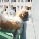 구그