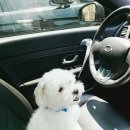 삐삐펫살롱 이미지