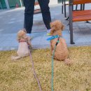 바니펫살롱 이미지