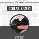 구미옥계동물병원 | 구미옥계동물병원 강아지 안검염이란?