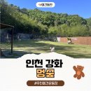 인천 강화도 애견운동장 추천 독채로 사용가능한 멍숲 멍3 큰운동장 후기