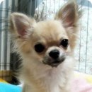 똥강새이 이미지