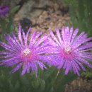 들꽃농장 이미지