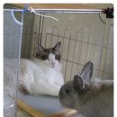 토토씨