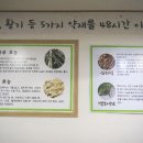 원주약초
