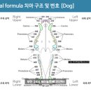 포포동물병원 | 나의 작은 회색고양이 포포와 묘생 첫 치흡 발치(feat. 10년만의 마취는 덤이지)