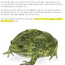 맹꽁이포차 네이버블로그