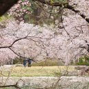 서원 | 경남 거창 가볼만한곳 덕천서원 벚꽃엔딩 후기 (반값여행 신청 팁)