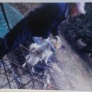 사금농장 이미지