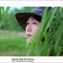 포플러