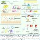 Re: 녹용의 주요 성분 '시알산 sialic acid' 인체에 미치는 영향 2025 네이처!! 이미지