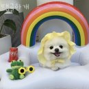 땡글하개 이미지