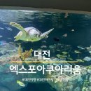 엑스포유치원 | 대전여행 가볼만한곳 대전엑스포아쿠아리움 할인방법,주차, 공연시간, 관람 팁공유