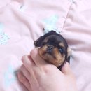 루시드 리엔 이미지