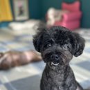 홀리몰리살롱 이미지