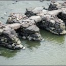 초평밤나무 이미지